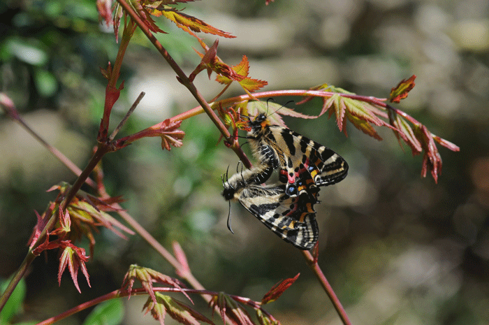 春の女神 岐阜蝶 風のむろさん 自然の詩