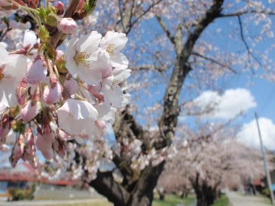 桜が咲き始めましたよ!_a0096989_2261479.jpg