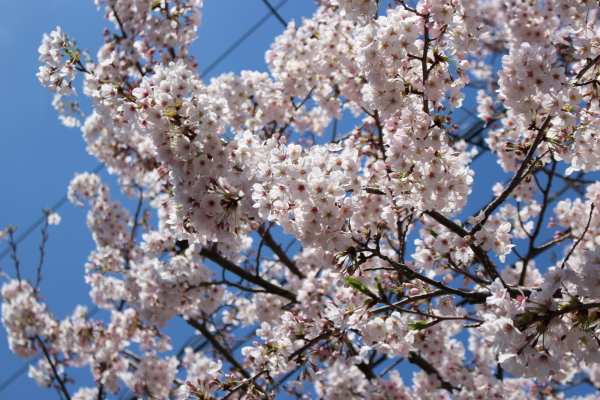 「お花見」つながりで桜ネタ_a0158790_1134128.jpg