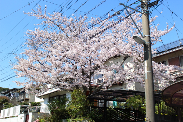 「お花見」つながりで桜ネタ_a0158790_1164322.jpg