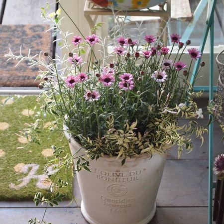 寄せ植えレッスンのご参加ありがとうございました!_a0292194_20113445.jpg