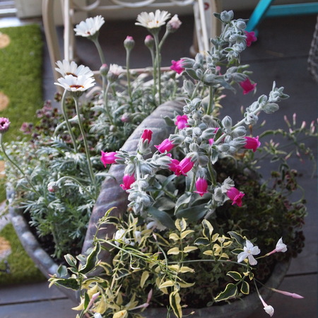 寄せ植えレッスンのご参加ありがとうございました!_a0292194_2045954.jpg