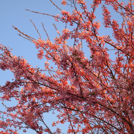 桜が咲いた_a0292194_22242479.jpg