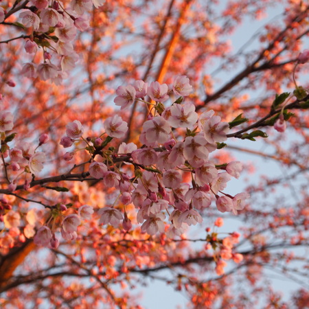 桜が咲いた_a0292194_22244599.jpg