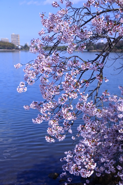 愛知池撮り歩き　４月分_b0236595_11133736.jpg