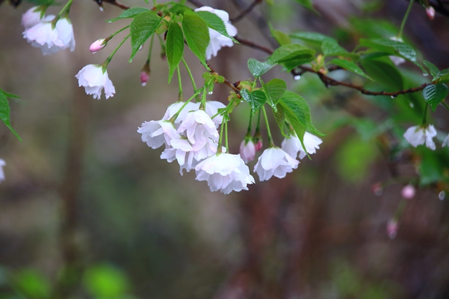 愛知池撮り歩き　４月分_b0236595_113268.jpg