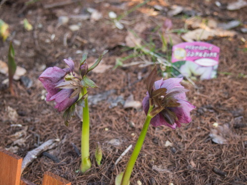 春の陽気に・・エゾリス君も・・花も・・活動期!_f0276498_23591897.jpg