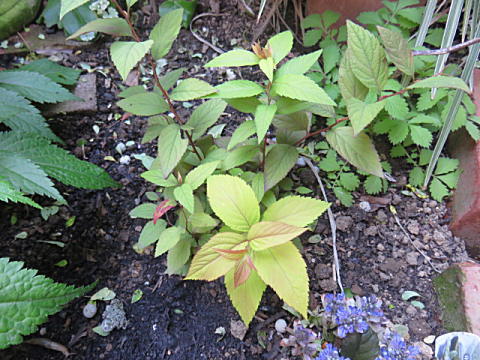 d0046702_7232821.jpg