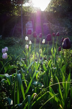 朝の庭しごと le jardinage matinal_e0206902_555653.jpg