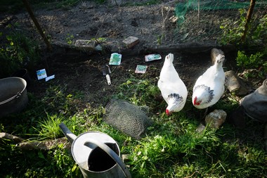 朝の庭しごと le jardinage matinal_e0206902_5561211.jpg