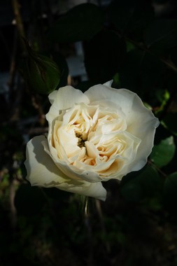 朝の庭しごと le jardinage matinal_e0206902_5595219.jpg