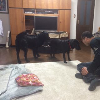 沢山の新しい出発!(ラブたち子犬たち)_f0242002_06119.jpg