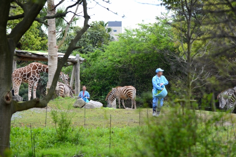 サバンナを走りだせばきっと気持ちがいい_a0164204_01554669.jpg