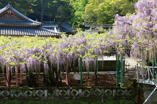 西寒多神社のふじ（２）_b0014607_20242487.jpg