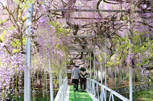 西寒多神社のふじ（２）_b0014607_2025078.jpg