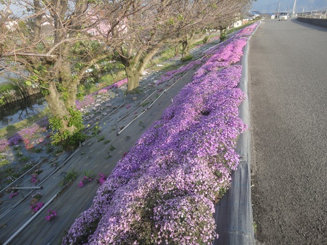 西条市の禎瑞新開と芝桜と石鎚山の景観…2015/4/24_f0231709_19431329.jpg