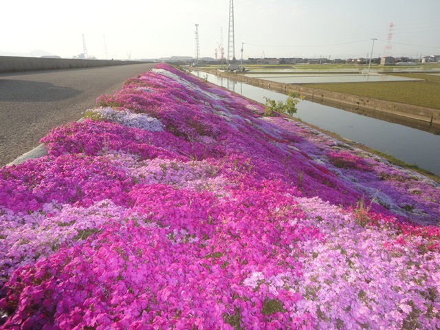 西条市の禎瑞新開と芝桜と石鎚山の景観…2015/4/24_f0231709_19442389.jpg