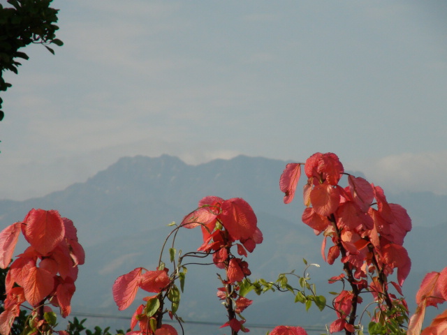 西条市の禎瑞新開と芝桜と石鎚山の景観…2015/4/24_f0231709_2001046.jpg