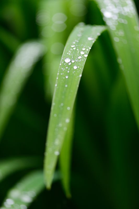 雨の日の公園・春の花達_f0032011_19484066.jpg