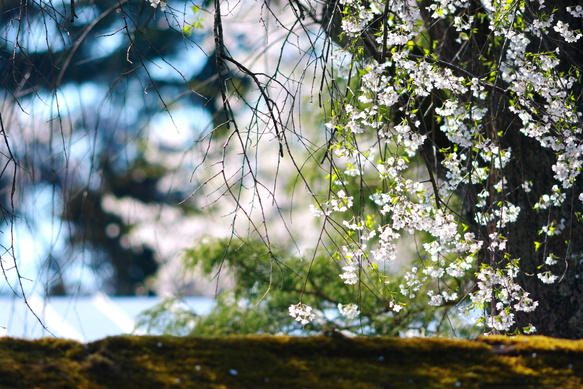 角館の花見　-武家屋敷通り-_d0181314_17433484.jpg