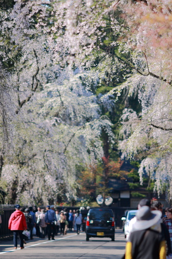 角館の花見　-武家屋敷通り-_d0181314_22595710.jpg