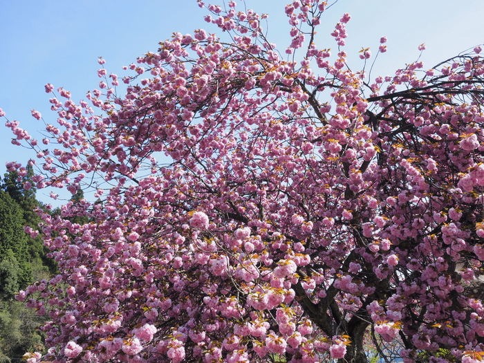 北広島宝探し講座2015「菜の花と桜を巡って」その1_c0116915_23154437.jpg
