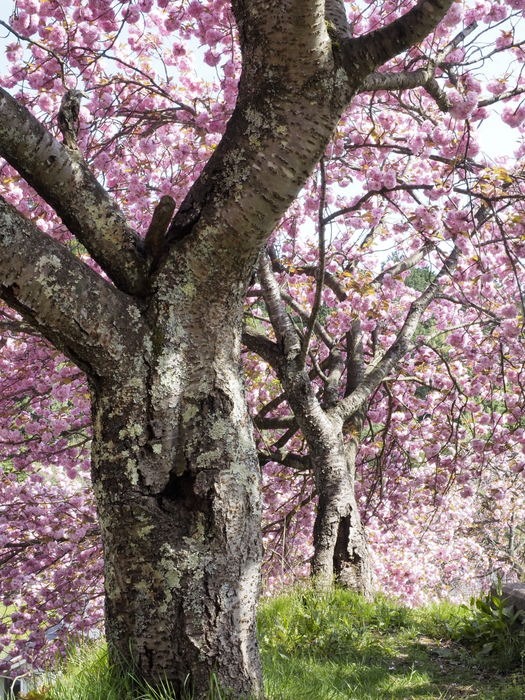北広島宝探し講座２０１５「菜の花と桜を巡って」その１_c0116915_23225681.jpg