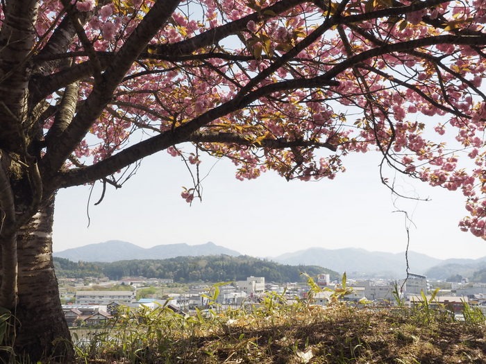 北広島宝探し講座２０１５「菜の花と桜を巡って」その１_c0116915_23264558.jpg