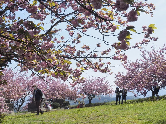 北広島宝探し講座２０１５「菜の花と桜を巡って」その１_c0116915_2326857.jpg