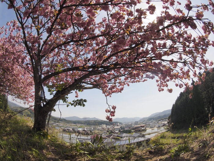 北広島宝探し講座2015「菜の花と桜を巡って」その1_c0116915_2327341.jpg