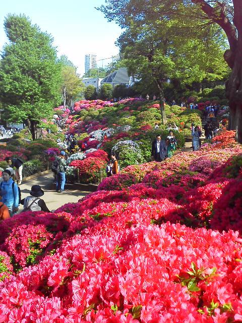 ●根津神社のつつじまつり（１）_a0268821_23553234.jpg