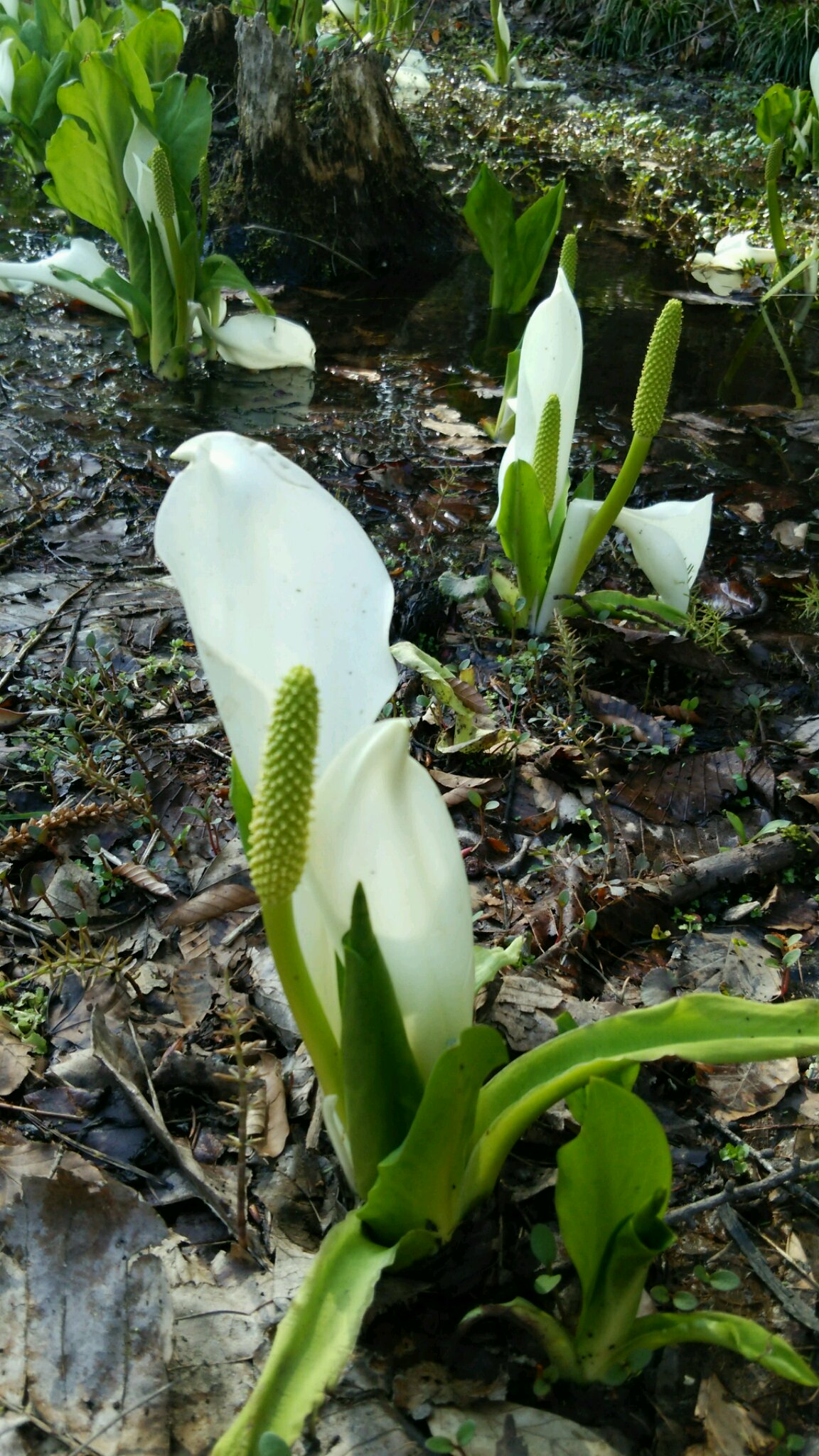 新甲子温泉の山野草が満開！_c0213830_12182532.jpg