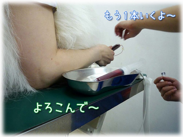 献血ご協力のお願い_c0062832_1139188.jpg