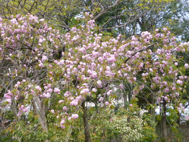 c0177834_04382471.jpg