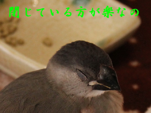 c0365734_20295670.jpg