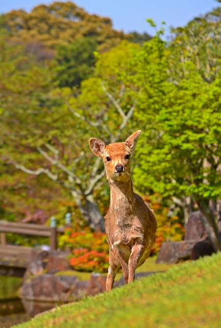 やっぱりシカさん大好き**奈良公園**_c0319240_2112497.jpg