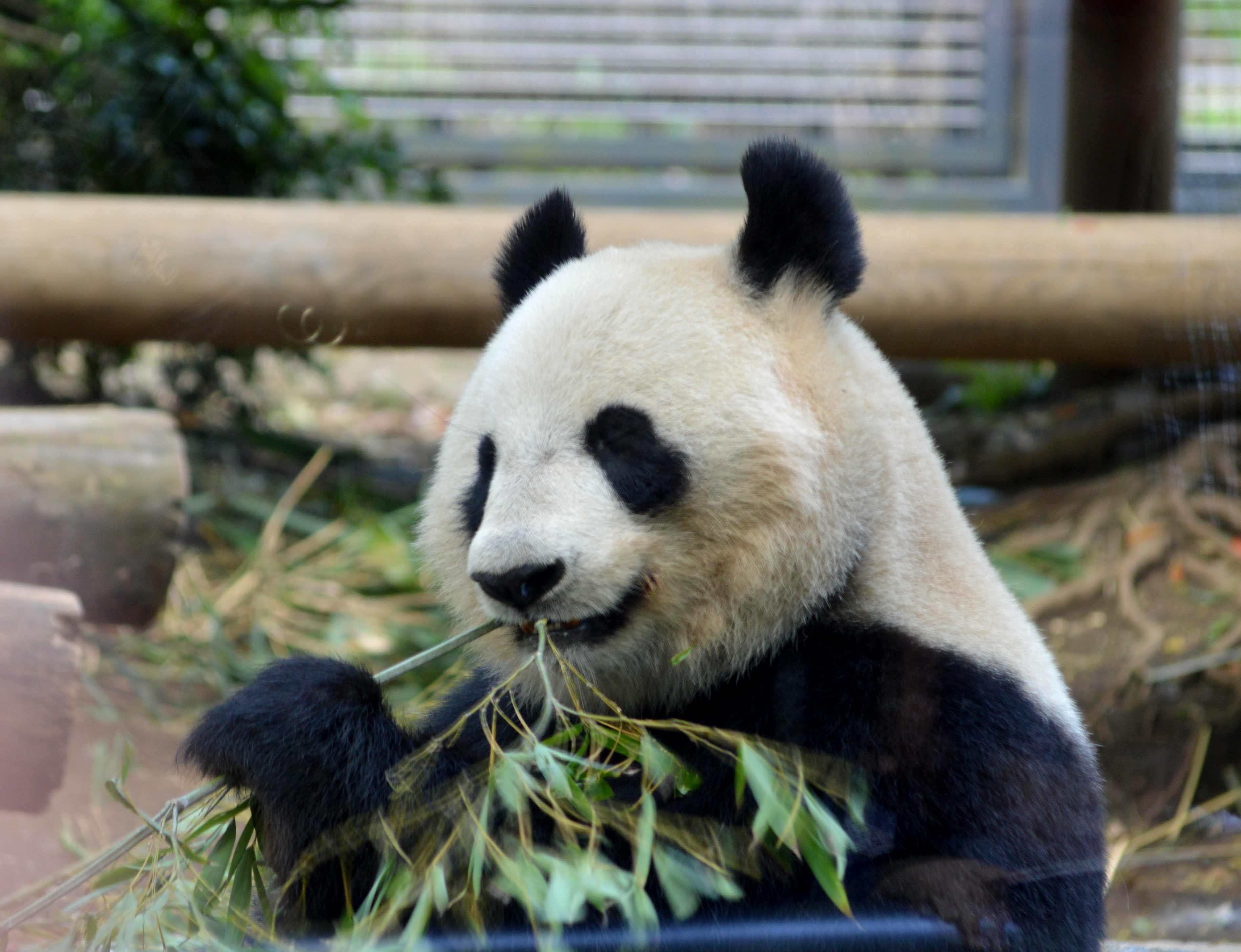 コノハチョウ他??? 東京家族旅行にて_d0254540_21513861.jpg