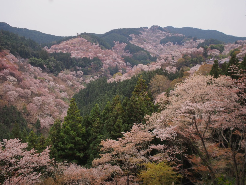 世界遺産・吉野の桜_e0337740_06470083.jpg