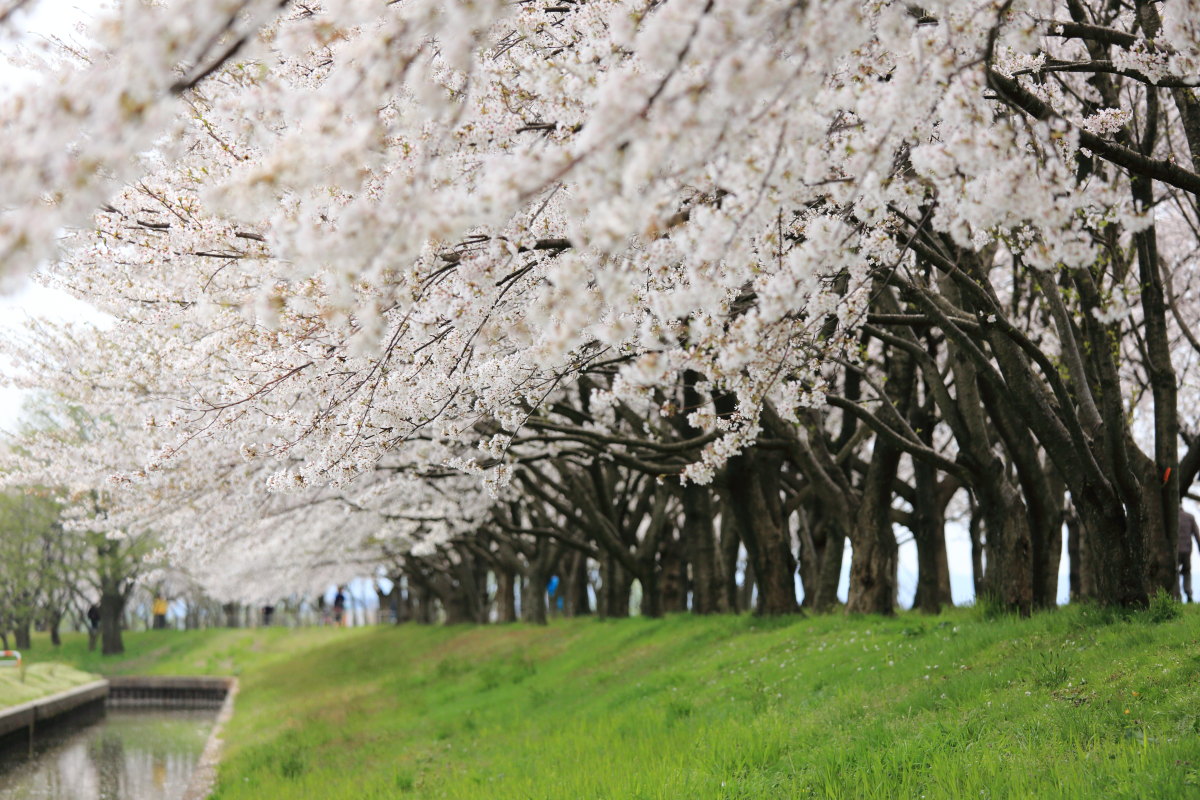 桜　２０１５　～木場潟～_d0135242_23193790.jpg