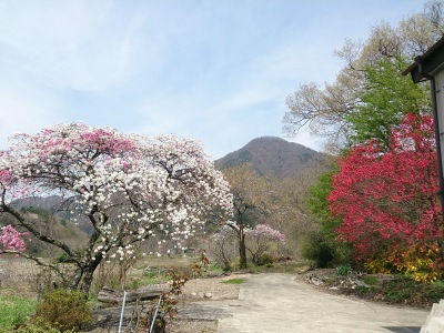 春の花が沢山_c0343243_12175043.jpg