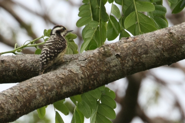 フィリピン転戦04野鳥編3_b0144049_10594473.jpg