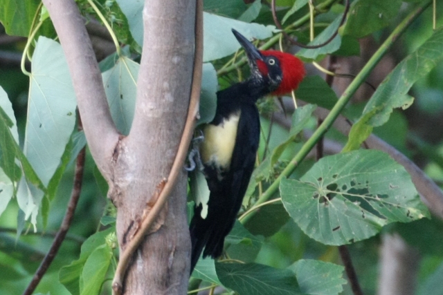 フィリピン転戦04野鳥編3_b0144049_1139195.jpg