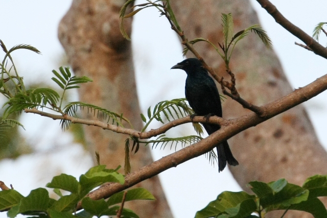 フィリピン転戦04野鳥編3_b0144049_124529100.jpg