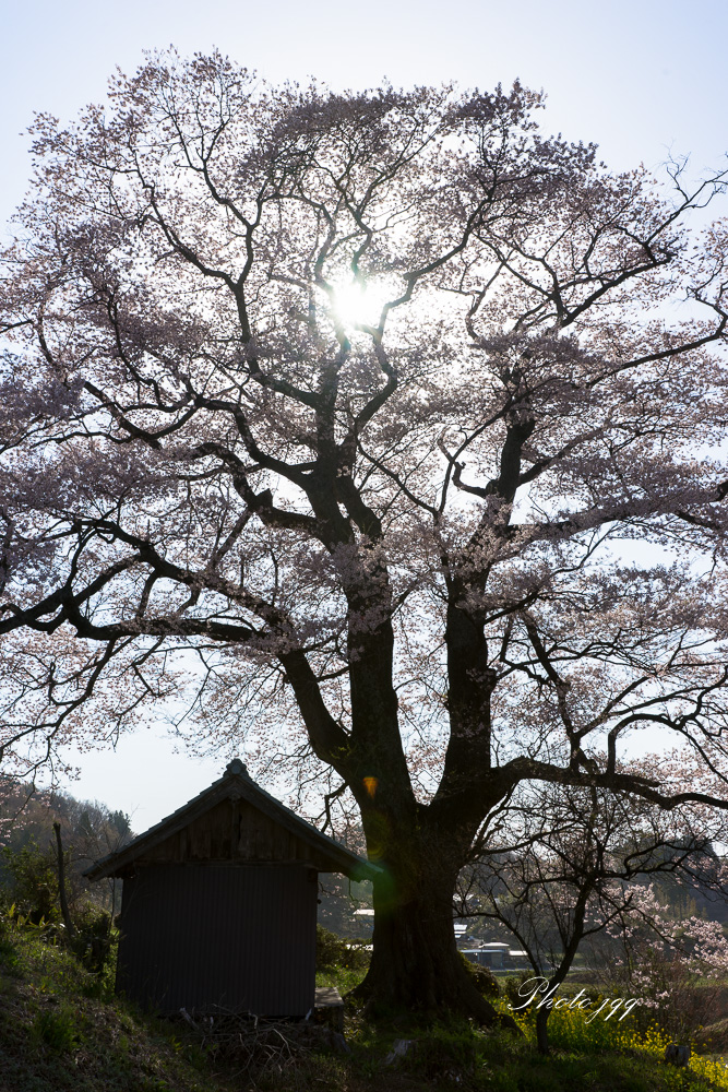 福島の一本桜　その4(七草木天神桜2)・・_f0169053_20101248.jpg