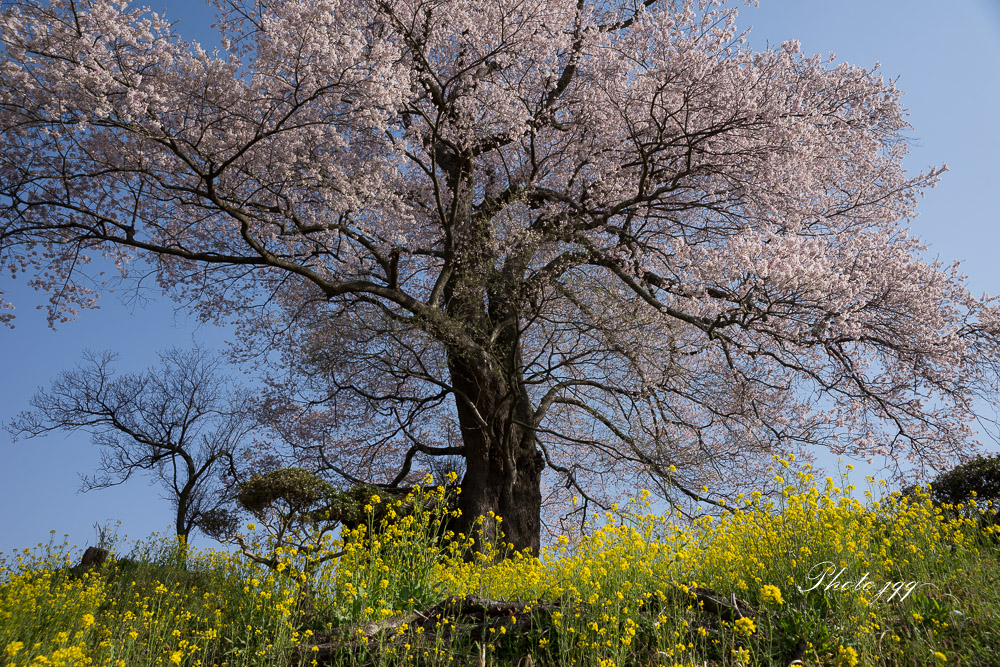 福島の一本桜　その4(七草木天神桜2)・・_f0169053_209127.jpg