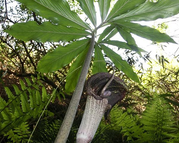 e0035757_22115980.jpg