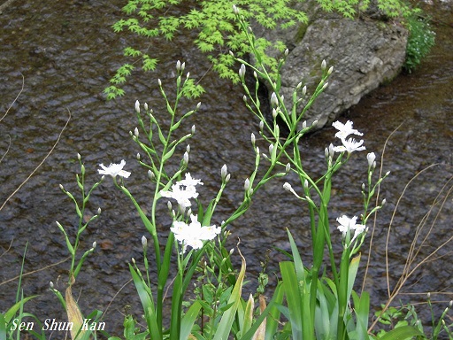 雲ケ畑~貴船の花 2015年4月23日_a0164068_15807.jpg