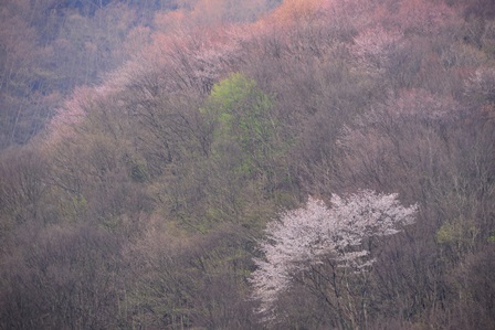 山肌は桜色　　木梶山　_c0303868_8333146.jpg