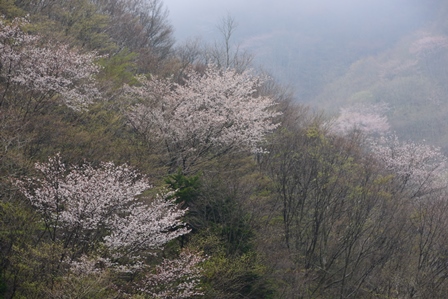 山肌は桜色　　木梶山　_c0303868_8401965.jpg