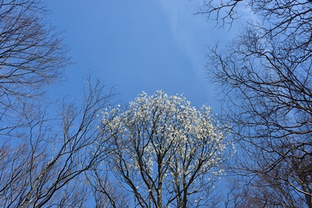 山肌は桜色　　木梶山　_c0303868_9164680.jpg